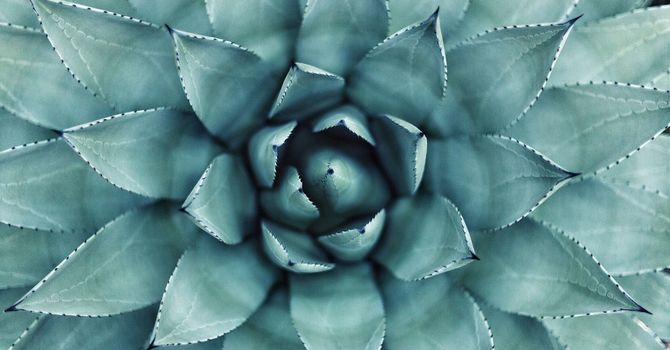 The Leptin Reset Protocol for Weight Loss by Dr. Jack Kruse