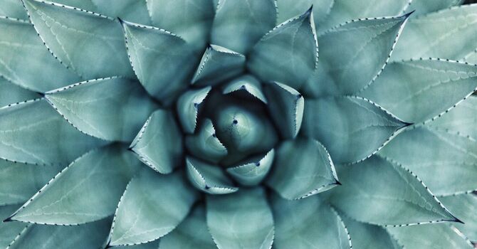 The Leptin Reset Protocol for Weight Loss by Dr. Jack Kruse