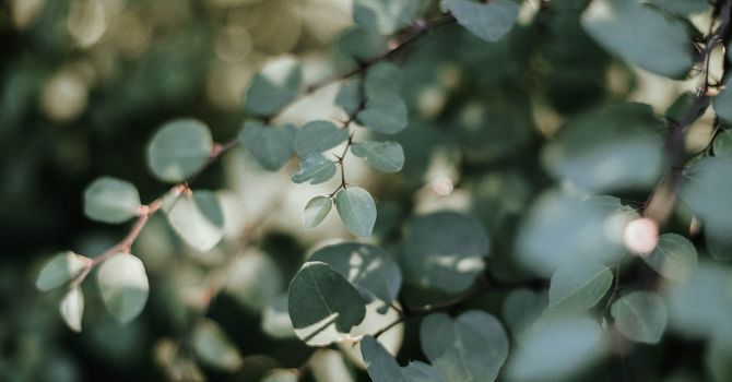 The Leptin Reset Protocol for Weight Loss by Dr. Jack Kruse image